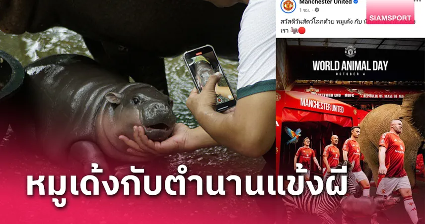 ฟีเวอร์ไม่แผ่ว! แมนยู โพสต์รูปตำนานแข้งกับ หมูเด้ง ฉลองวันสัตว์โลก