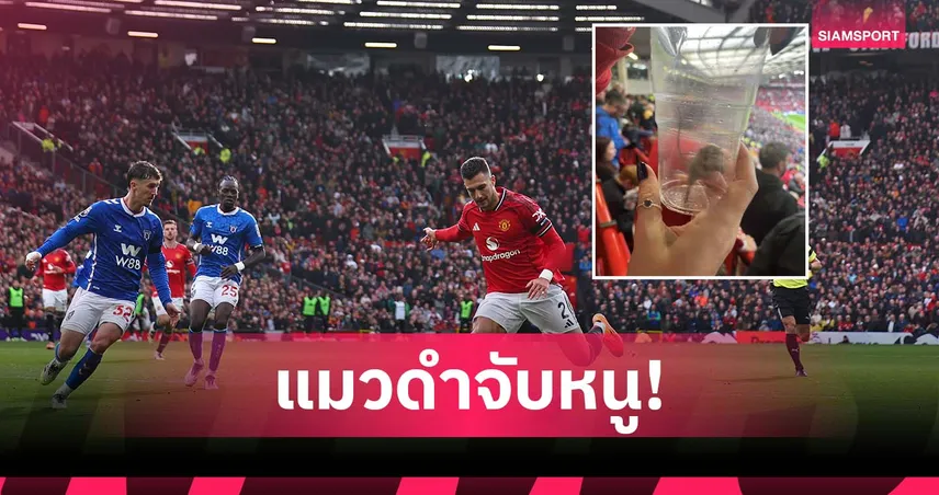 หลักฐานคาแก้ว! แฟน ซันเดอร์แลนด์ จับหนูได้ใน โอลด์ แทร็ฟฟอร์ด เกมแพ้แมนยู