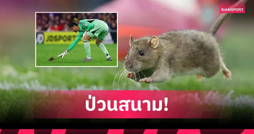 ฮือฮา! หนูบุกสนามเกมคัดบอลโลก เวลส์-เบลเยียม (มีคลิป)